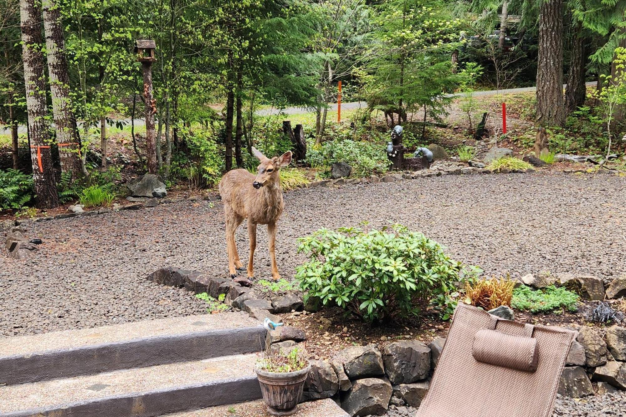 Fireside Escape At Lake Cushman Villa Hoodsport ภายนอก รูปภาพ